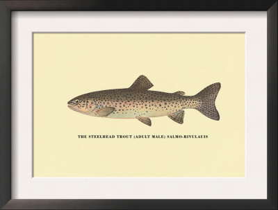 The Steelhead Trout by H.H. Leonard Pricing Limited Edition Print image