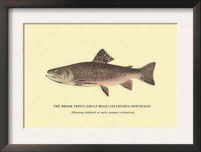 The Brook Trout, Showing Subdued Or Early Summer Coloration by H.H. Leonard Pricing Limited Edition Print image