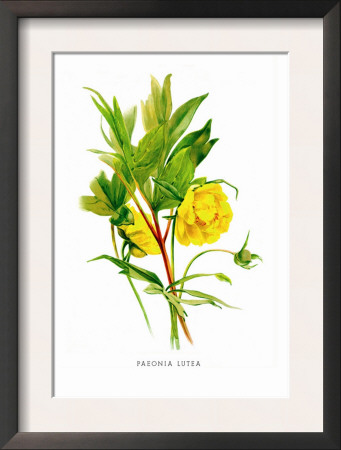 Paeonia Lutea by H.G. Moon Pricing Limited Edition Print image