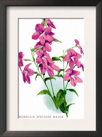 Browallia Speciosa Major by H.G. Moon Pricing Limited Edition Print image