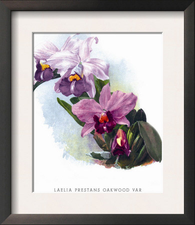 Laelia Prestans Oakwood Var by H.G. Moon Pricing Limited Edition Print image