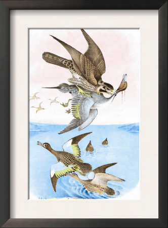 The Wandering Falcon by Theodore Jasper Pricing Limited Edition Print image