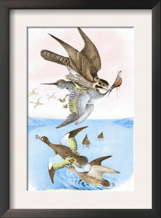 The Wandering Falcon by Theodore Jasper Pricing Limited Edition Print image