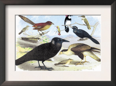 Caracara Eagle, Crow, And Kingfisher by Theodore Jasper Pricing Limited Edition Print image