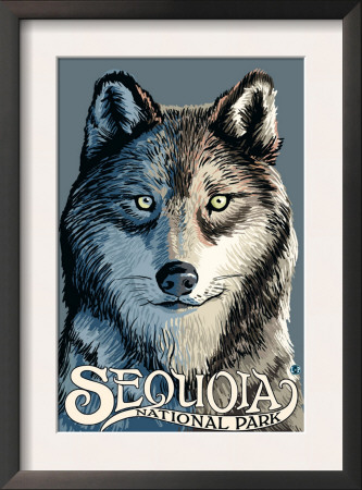 Sequoia Nat'l Park - Wolf Up Close - Lp Poster, C.2009 by Lantern Press Pricing Limited Edition Print image