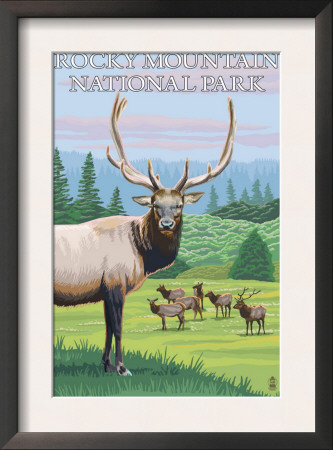 Rocky Mountain National Park, Co - Elk Herd, C.2009 by Lantern Press Pricing Limited Edition Print image