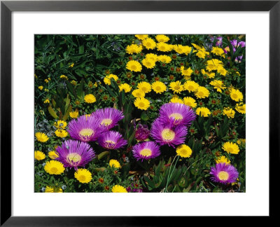 S African Hottentot, Fig Flowers, Daisies by John James Wood Pricing Limited Edition Print image