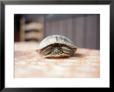 Box Turtle Hiding In Shell, Ky by Bill Romerhaus Pricing Limited Edition Print image