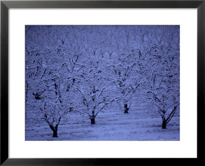 Fruit Orchard In Snow, Orem, Ut by John Telford Pricing Limited Edition Print image