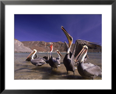 Grey Pelicans, Mexico by Mitch Diamond Pricing Limited Edition Print image