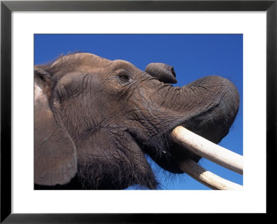 African Elephant by Don Grall Pricing Limited Edition Print image