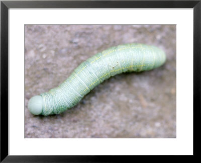 Green Caterpillar by Jim Mcguire Pricing Limited Edition Print image