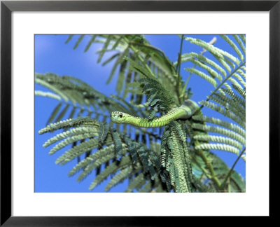 Eastern Green Mamba, Tanzania by Robert Franz Pricing Limited Edition Print image