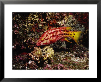 Streamer Hogfish, Bodianus Diplotaenia by Ernest Manewal Pricing Limited Edition Print image