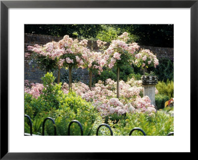 Standard Rosa At Denton Hall, Cambridge, In The Walled Garden by Clive Boursnell Pricing Limited Edition Print image