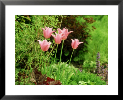 Un-Named Pink Tulipa (Lily-Flowered) by Mark Bolton Pricing Limited Edition Print image