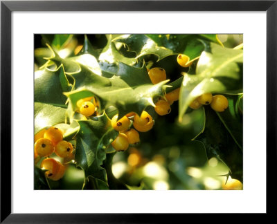 Ilex Aquifolium Bacciflava (Holly), Waxy Dark Sharply Spined Green Leaves And Yellow Fruit by Mark Bolton Pricing Limited Edition Print image