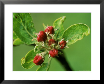 Close-Up Of Red Malus (Apple) Blossom Buds With Raindrops by Mark Bolton Pricing Limited Edition Print image