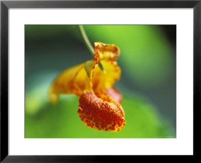 Impatiens Gadensis, Close-Up Of Orange Flower by Ruth Brown Pricing Limited Edition Print image