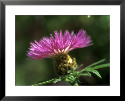 Centaurea Pulcherrima, Close-Up Of Flower by Ruth Brown Pricing Limited Edition Print image