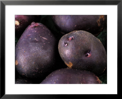 Potato Solanum Tuberosum (Yetholm Gypsey), Close-Up Of Potato by Chris Burrows Pricing Limited Edition Print image