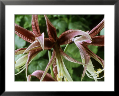 Hippeastrum Lima, January by Chris Burrows Pricing Limited Edition Print image