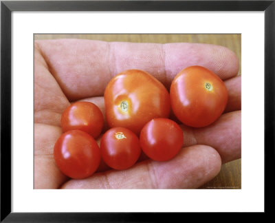 Tomato (Lycopersicon Esculentum Micro Tom) by Chris Burrows Pricing Limited Edition Print image