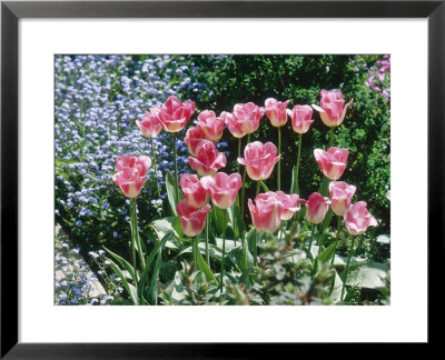 Tulipa Page Polka (Triumph) by Brian Carter Pricing Limited Edition Print image