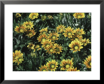 Gazania Splendens Daybreak Red Stripe by Brian Carter Pricing Limited Edition Print image