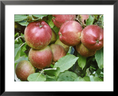 Apple Pitmaston Pineapple, October by David Dixon Pricing Limited Edition Print image