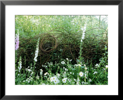 Willow Hedge With Digitalis (Foxglove) & Ox-Eye Daisy (Leucanthemum Vulgare) by Carole Drake Pricing Limited Edition Print image