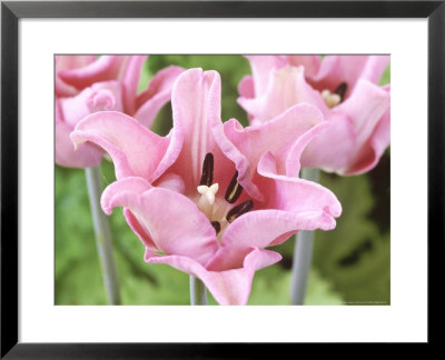 Tulipa Prins Carnaval With Muscari (Grape Hyacinth) & Varigated Ilex (Holly) by Ron Evans Pricing Limited Edition Print image