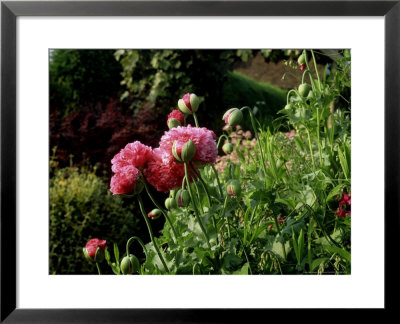 Papaver Somniferum (Opium Poppy) View Of Pink Flowers And Opening Green Buds by Ron Evans Pricing Limited Edition Print image