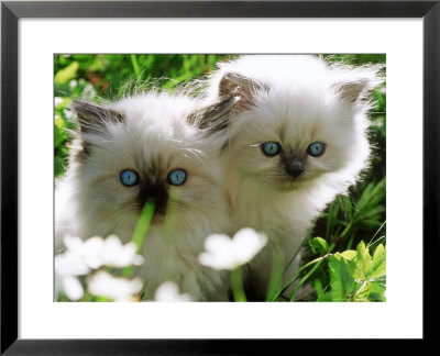 Two White Persian Kittens, Sweden by Bjorn Forsberg Pricing Limited Edition Print image
