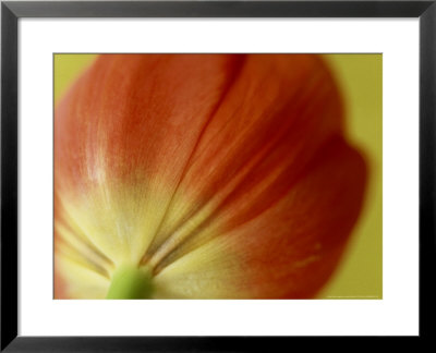 Tulipa (Tulip), Red Petals Of Flower With Yellow Base On Green Stem by James Guilliam Pricing Limited Edition Print image