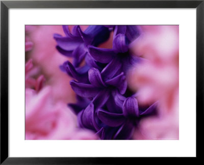 Hyacinth Delft Blue Viewed Through Out Of Focus Hyacinths Pink Pearl, March by James Guilliam Pricing Limited Edition Print image
