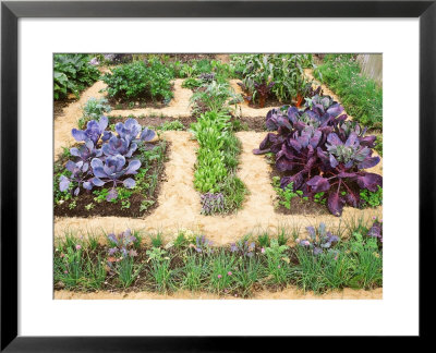 Winter Potager by Jacqui Hurst Pricing Limited Edition Print image