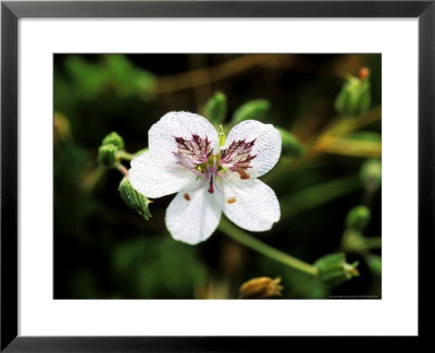 Erodium Macradenum, Close-Up Of White Flower by Lynn Keddie Pricing Limited Edition Print image