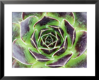 Jovibarba Heuffelii Greenstone by Lynn Keddie Pricing Limited Edition Print image