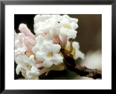 Viburnum Bodnantense, Deciduous Shrub, Tubular White Flowers Tinted With Pale Pink by Lynn Keddie Pricing Limited Edition Print image