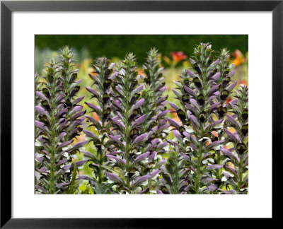 Acanthus Spinosus (Bears Breeches), Top Of Purple Flower Spikes In A Group by Susie Mccaffrey Pricing Limited Edition Print image