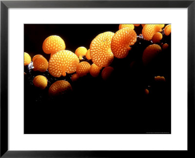 Tree Fungus, New Zealand by Tobias Bernhard Pricing Limited Edition Print image
