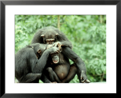 Chimpanzee, Grooming, W. Africa by Mike Birkhead Pricing Limited Edition Print image
