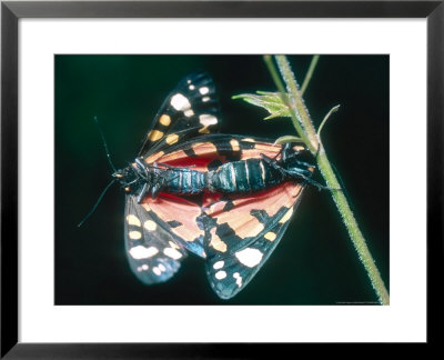 Scarlet Tiger Moth, Mating, Uk by Mike Birkhead Pricing Limited Edition Print image