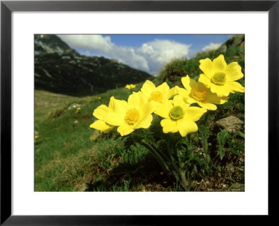 Pulsatilla Sulphurea, Switzerland by Werner Bollmann Pricing Limited Edition Print image