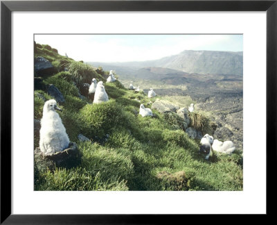 Grey Headed Albatross, Chicks, Marion Island by Michael Brooke Pricing Limited Edition Print image