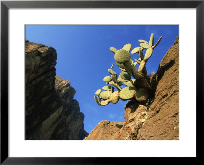 Cactus, Usa by Olaf Broders Pricing Limited Edition Print image