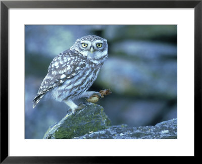 Little Owl, With Cricket, Spain by Olaf Broders Pricing Limited Edition Print image