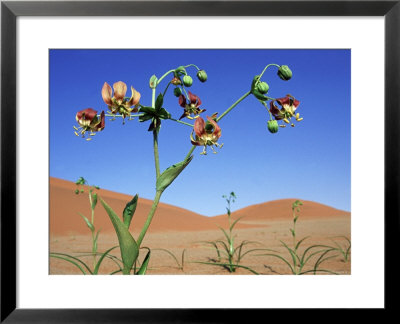Desert Lily, Namibia by Olaf Broders Pricing Limited Edition Print image