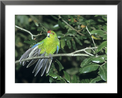 Red-Crowned Parakeet, New Zealand Endemic by Robin Bush Pricing Limited Edition Print image